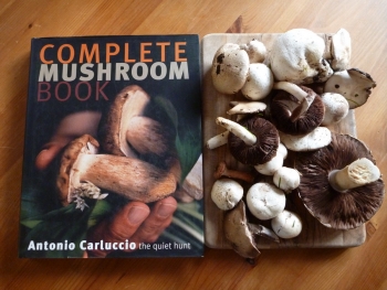 Our haul of field mushrooms and puffballs, and a really good book