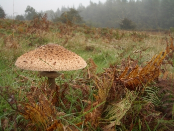 The Parasol mushroom is definitely the best catch of all - it's tall, good-looking and has great taste