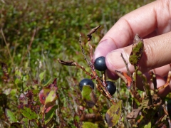 The start of our bilberry pick (fingers not purple yet)
