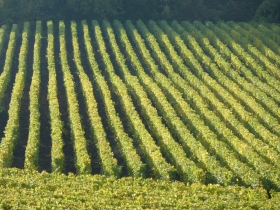 Every square inch of champagne country is covered in vines