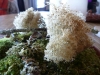 Scrunchy deep-fried reindeer moss with cep powder: clever + yummy