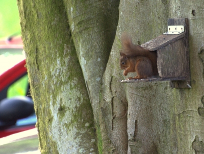 Red squirrel!