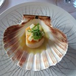 Sweet scallop