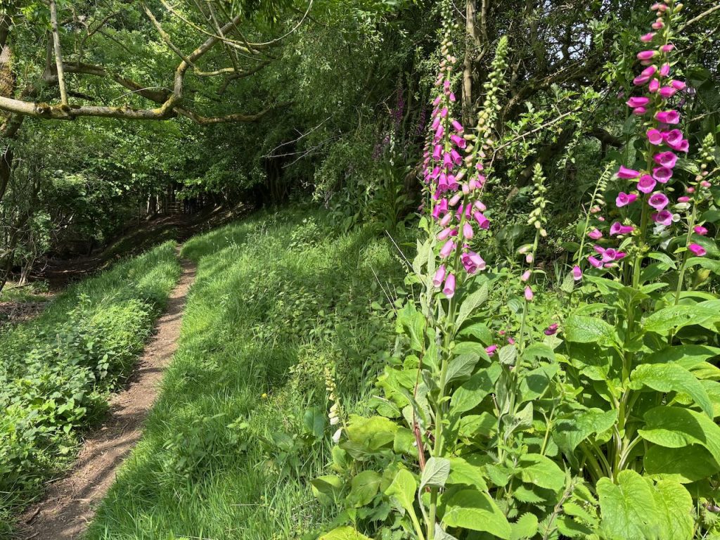 Country stroll